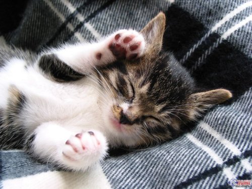 Có ai thích mèo không? Cute-cat-sleep