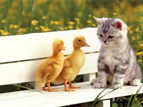 Có ai thích mèo không? Kitten-with-ducks-pets-background